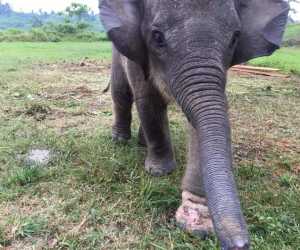 500 Burung Nasar Mati Usai Makan Bangkai Gajah Yang Diracun