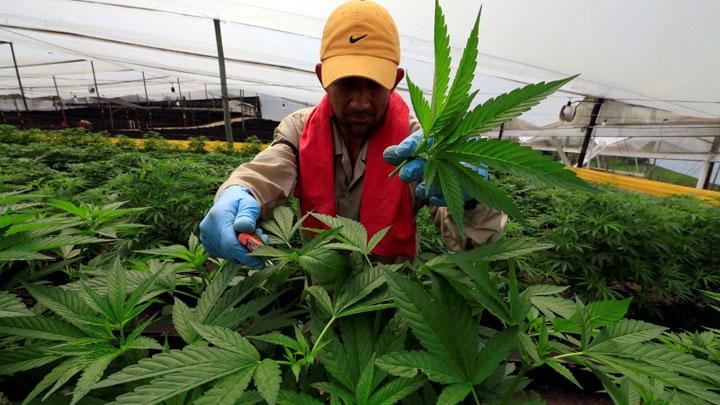 Beragam Manfaat Ganja yang Pernah Diteliti, Obat Kanker Hingga Penyakit Jiwa
