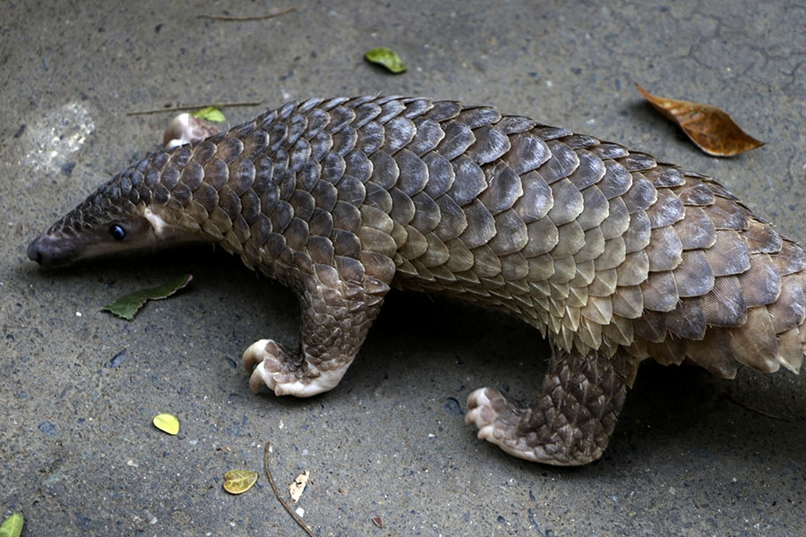 Warga Tapaktuan Serahkan Trenggiling Ke Bksda