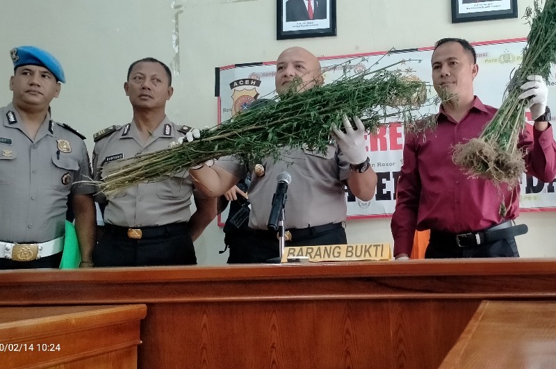 Polres Abdya Tangkap Pemilik Ladang Ganja dan Temukan Sabu
