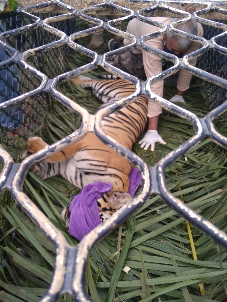 Seekor Harimau yang Resahkan Warga Masuk Perangkap BKSDA Aceh Selatan