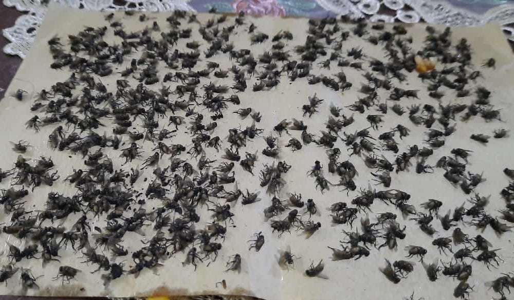 Sejumlah Desa di Kuala Batee Abdya ‘Diserang’ Lalat