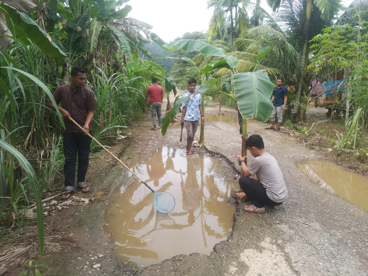 Jalan Rusak di Aceh Selatan Ditanami Pohon Pisang