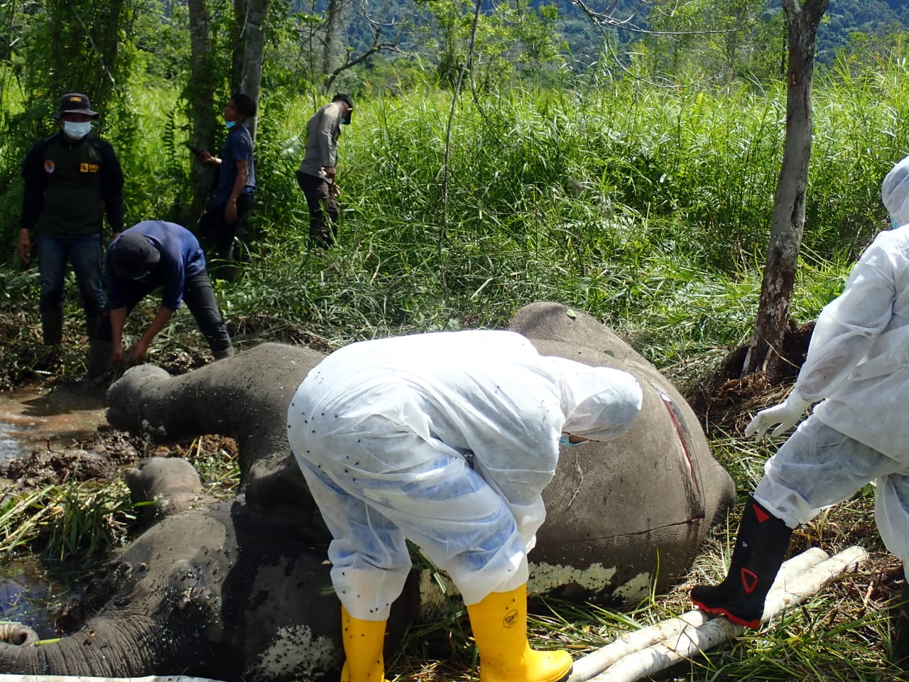 Intan Anak Gajah di CRU Trumon Mati Mendadak